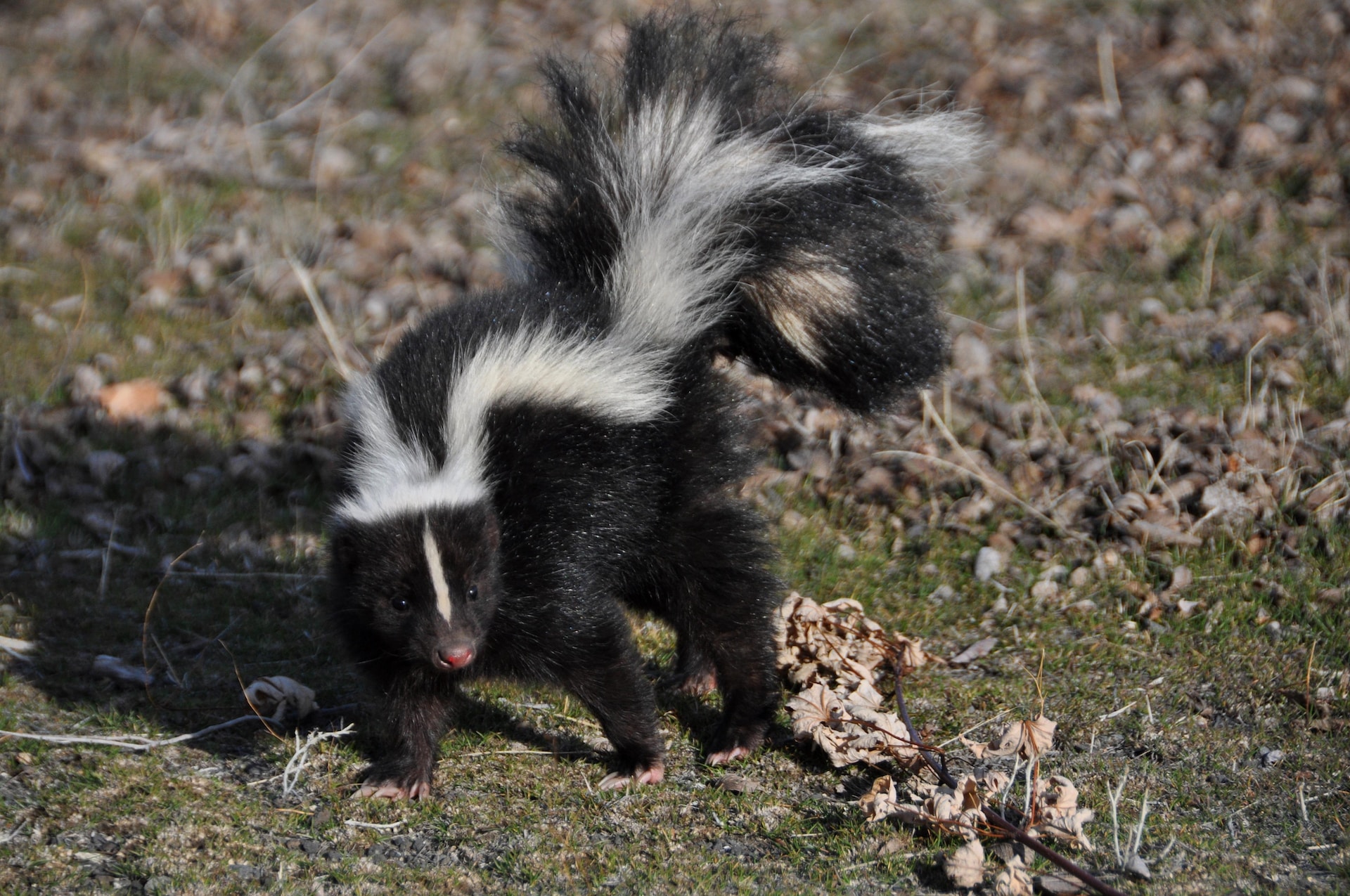 Skunk startled by a bright light.